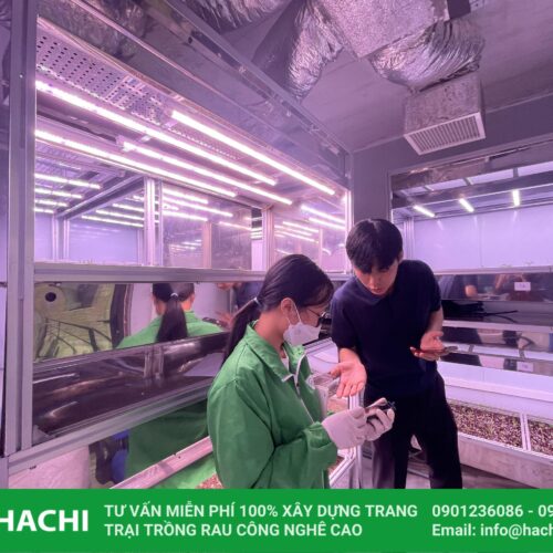 Hệ thống trồng sâm trong nhà 11 z4287843540884 826ba86d86e6fb37897c702e793ce28f