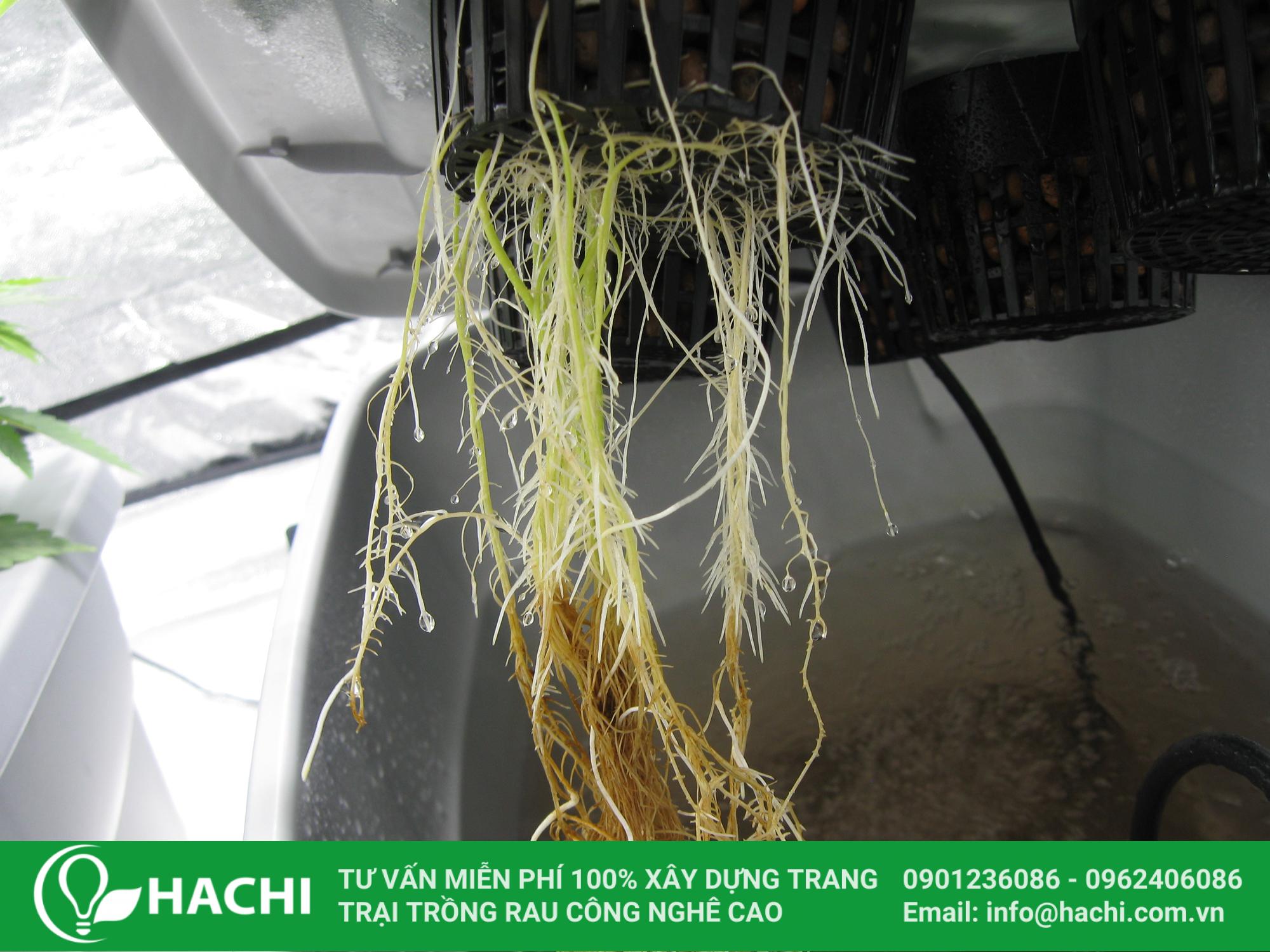 cay thuy canh bi thoi re