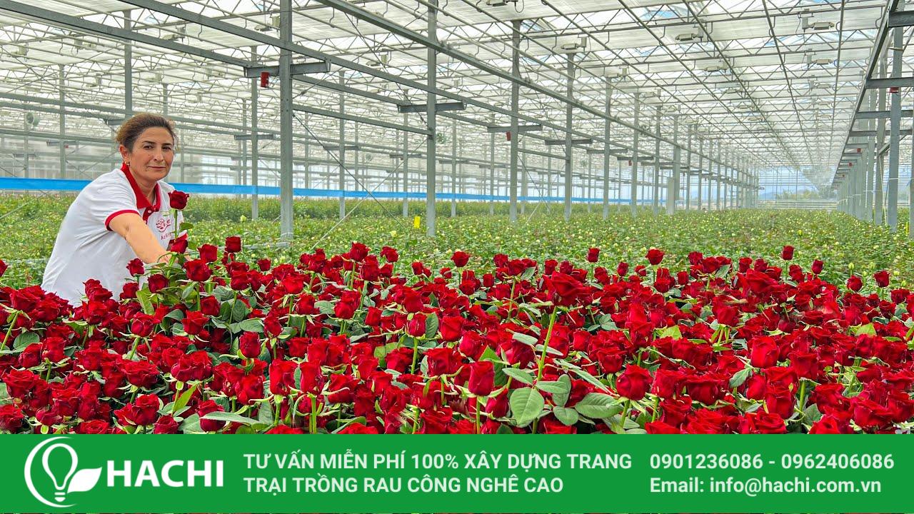 Nhà màng Cao cấp HC9.6-CC 7 nha kinh trong hoa