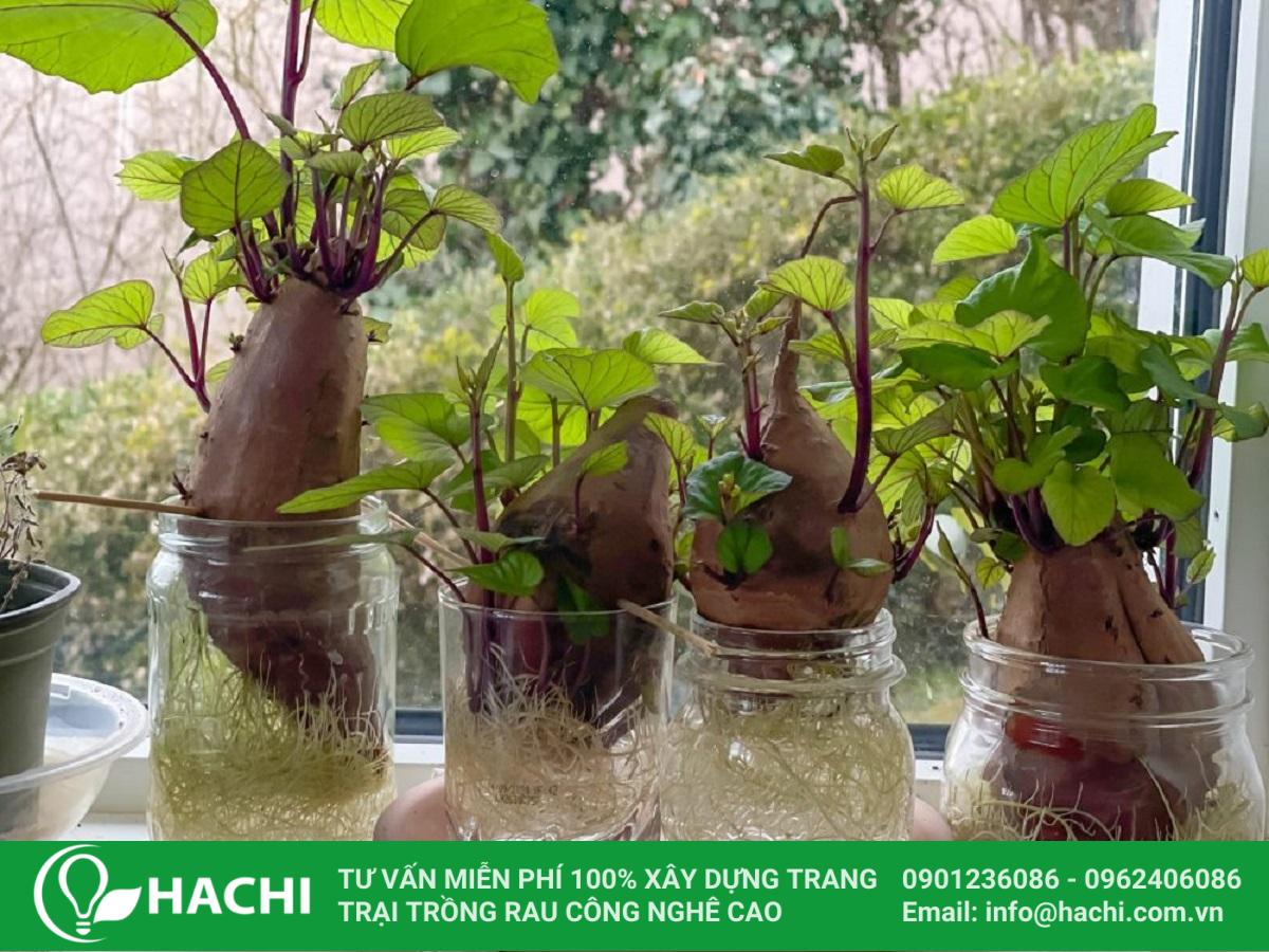 1-cach-trong-khoai-tay-thuy-canh
