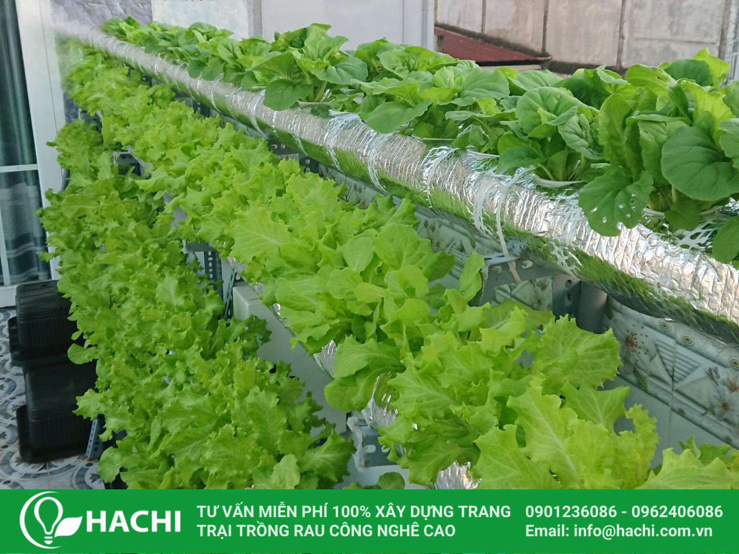 trồng rau thủy canh bằng ống nhựa pvc
