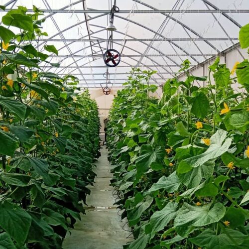 Hệ thống trồng dưa leo thâm canh trong nhà màng