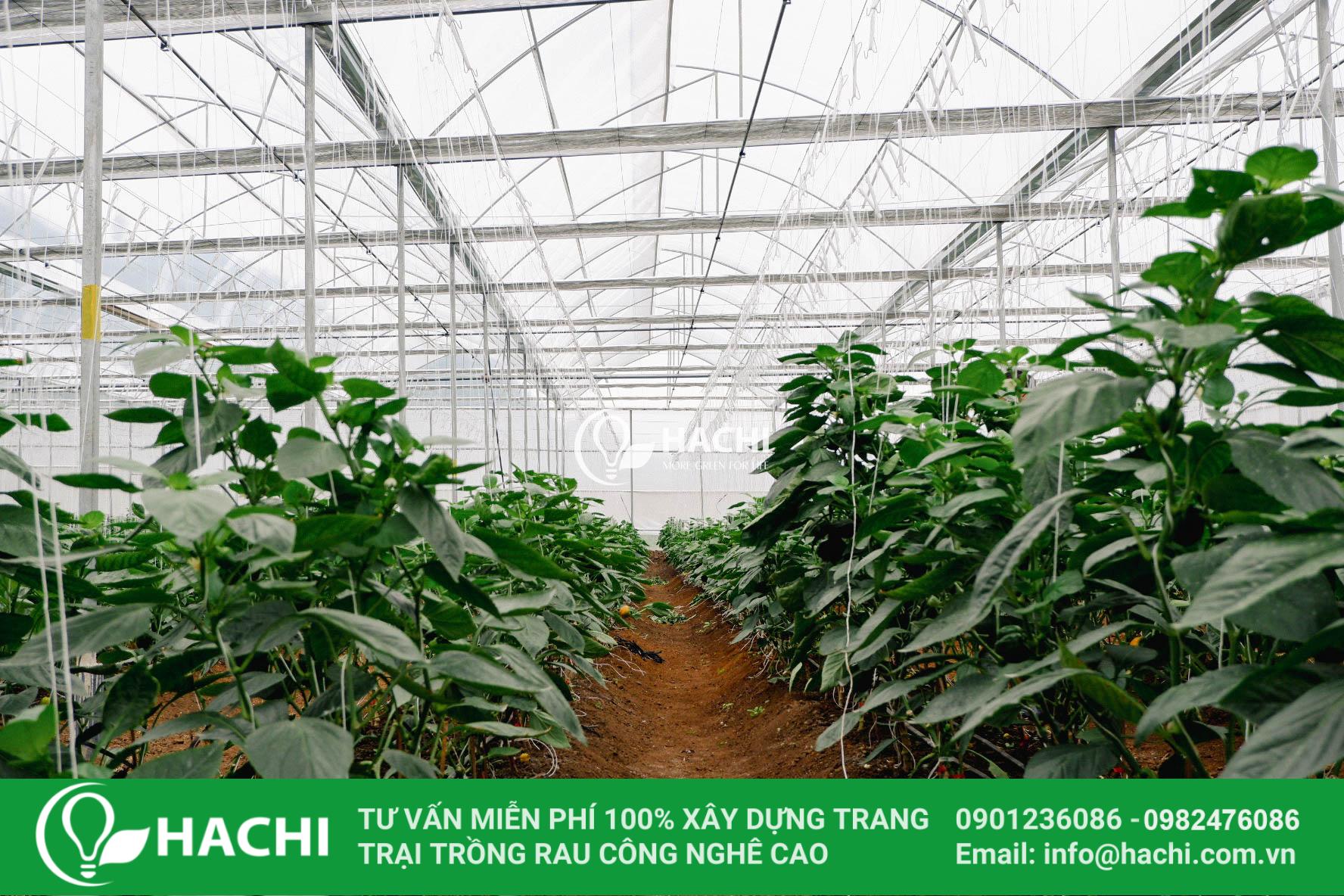 Hệ thống trồng ớt chuông thâm canh trong nhà màng 2 7DE6E78A DA16 4162 8733 BCD5FCF11239 6820 0000074C41C01A8B 2