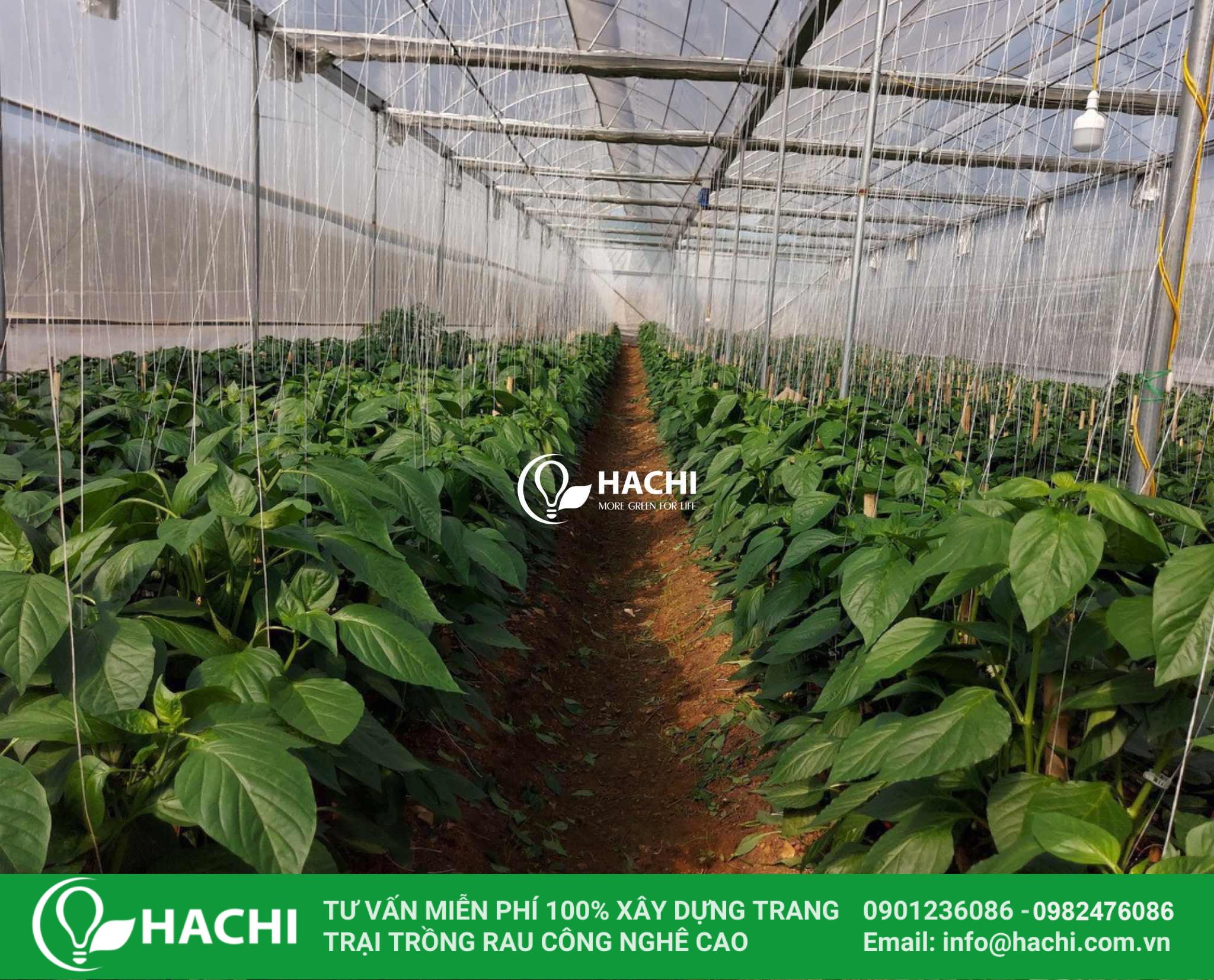 Hệ thống trồng ớt chuông tưới nhỏ giọt trên đất trong nhà màng Hachi