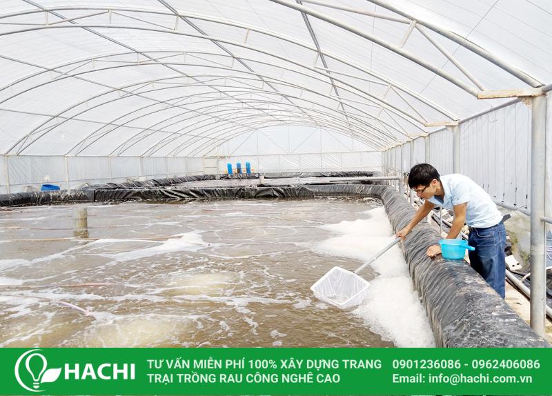 Bản thiết kế nhà màng nuôi tôm