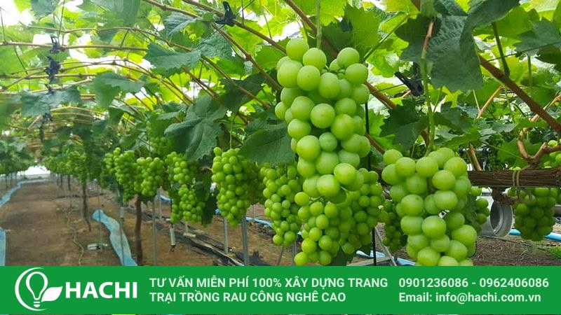 Bản vẽ thiết kế nhà màng trồng nho