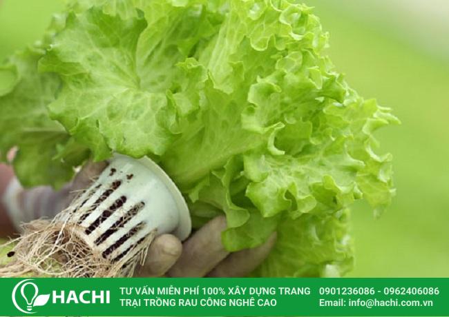 Cách trồng rau xà lách thủy canh
