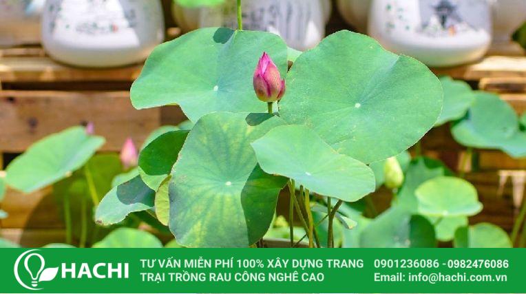 Cách trồng sen Nhật thủy canh tại nhà