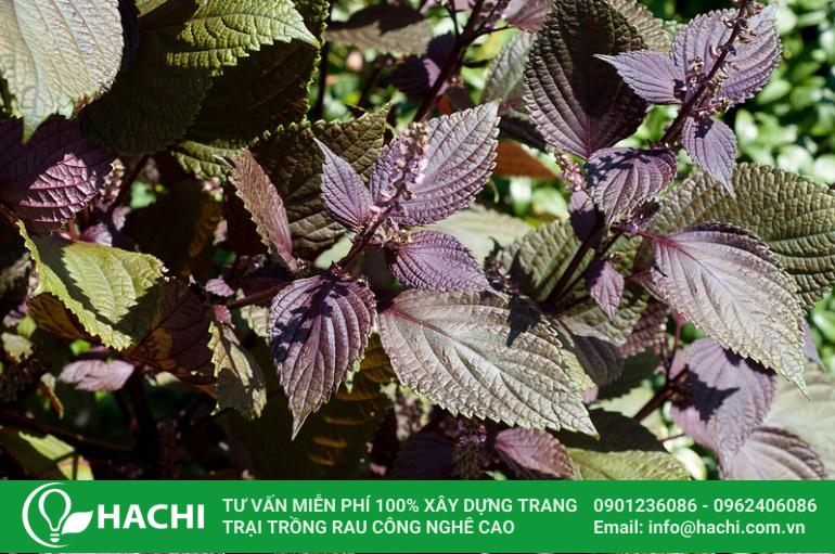 2 Cách trồng tía tô thủy canh đơn giản dễ làm mới nhất hiện nay 13 cây tía tô đỏ