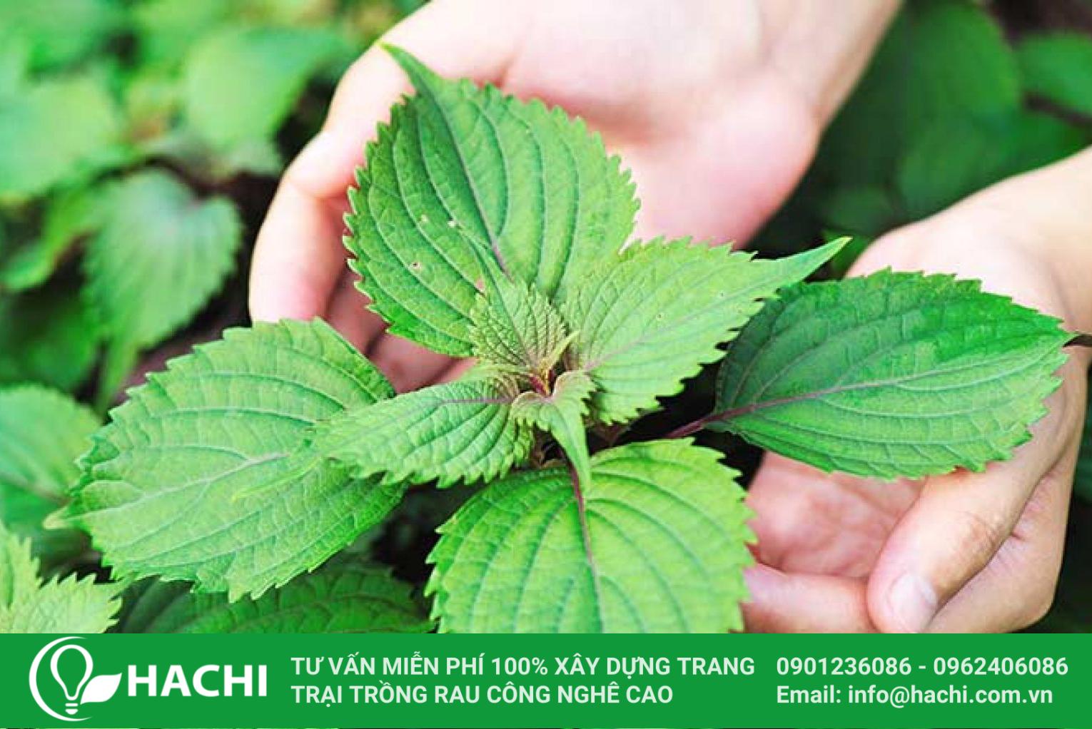 2 Cách trồng tía tô thủy canh đơn giản dễ làm mới nhất hiện nay 14 cây tía tô xanh