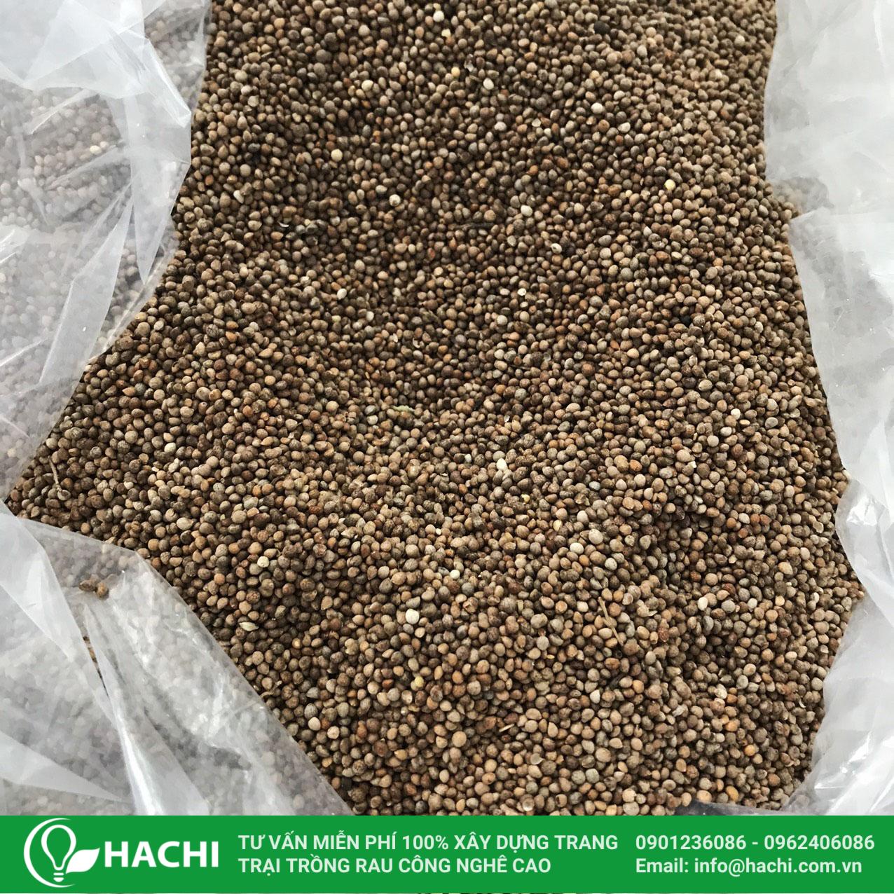2 Cách trồng tía tô thủy canh đơn giản dễ làm mới nhất hiện nay 17 hạt cây tía tô để mang đi ươm giống cây