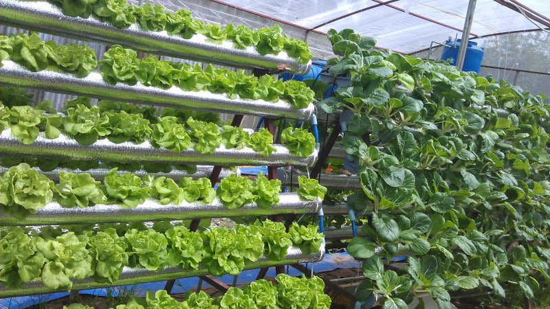 Nên chọn các khu vực có diện tích đủ rộng cho việc trồng rau thủy canh