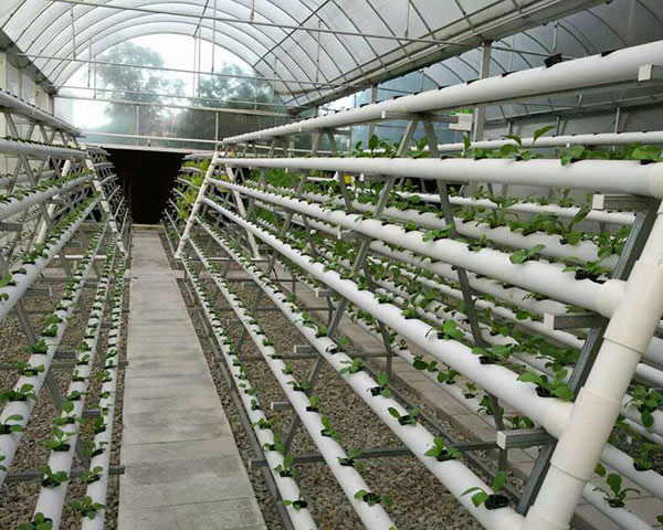Hệ thống rau thủy canh tại nhà 500m2 có chi phí lắp đặt từ 450 - 600 triệu đồng