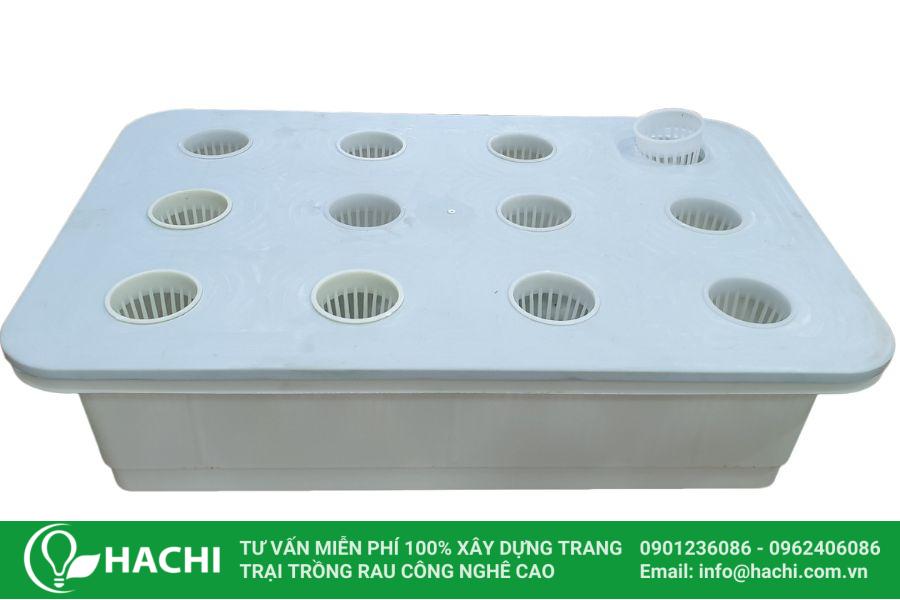 Cách trồng xà lách thủy canh
