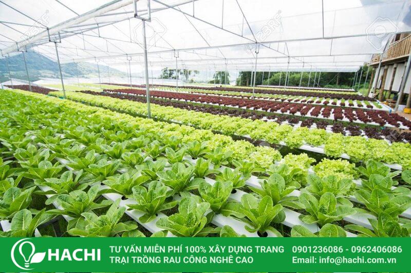 Lựa chọn bản thiết kế nhà màng