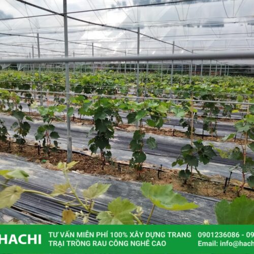 Mô hình nhà màng trồng nho
