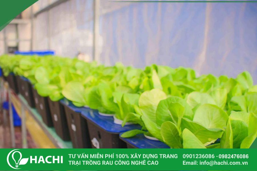 Trồng rau xà lách thủy canh