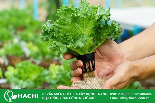 Trồng rau xà lách thủy canh