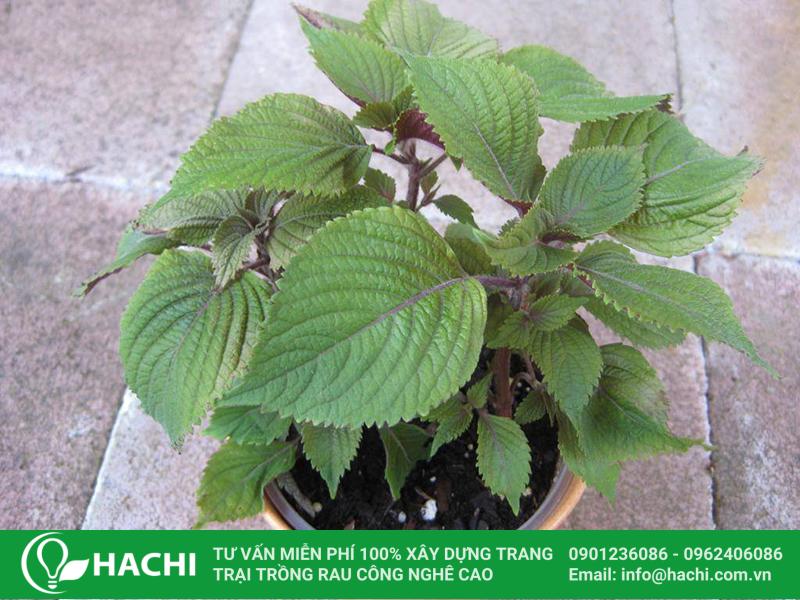 2 Cách trồng tía tô thủy canh đơn giản dễ làm mới nhất hiện nay 18 trong tia to bang cach gieo hat