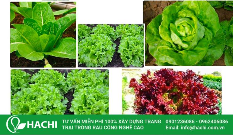Xà lách thủy canh