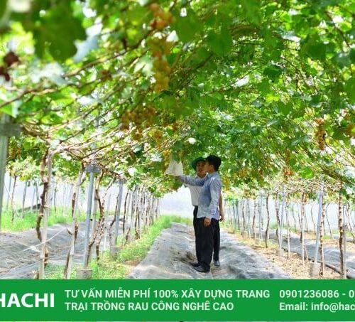 Trang chủ 53 Xu hướng trồng nho trong nhà màng
