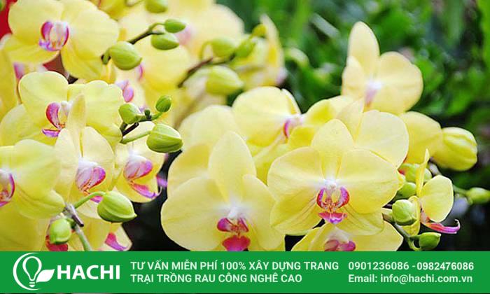 Kinh doanh trồng hoa lan thủy canh