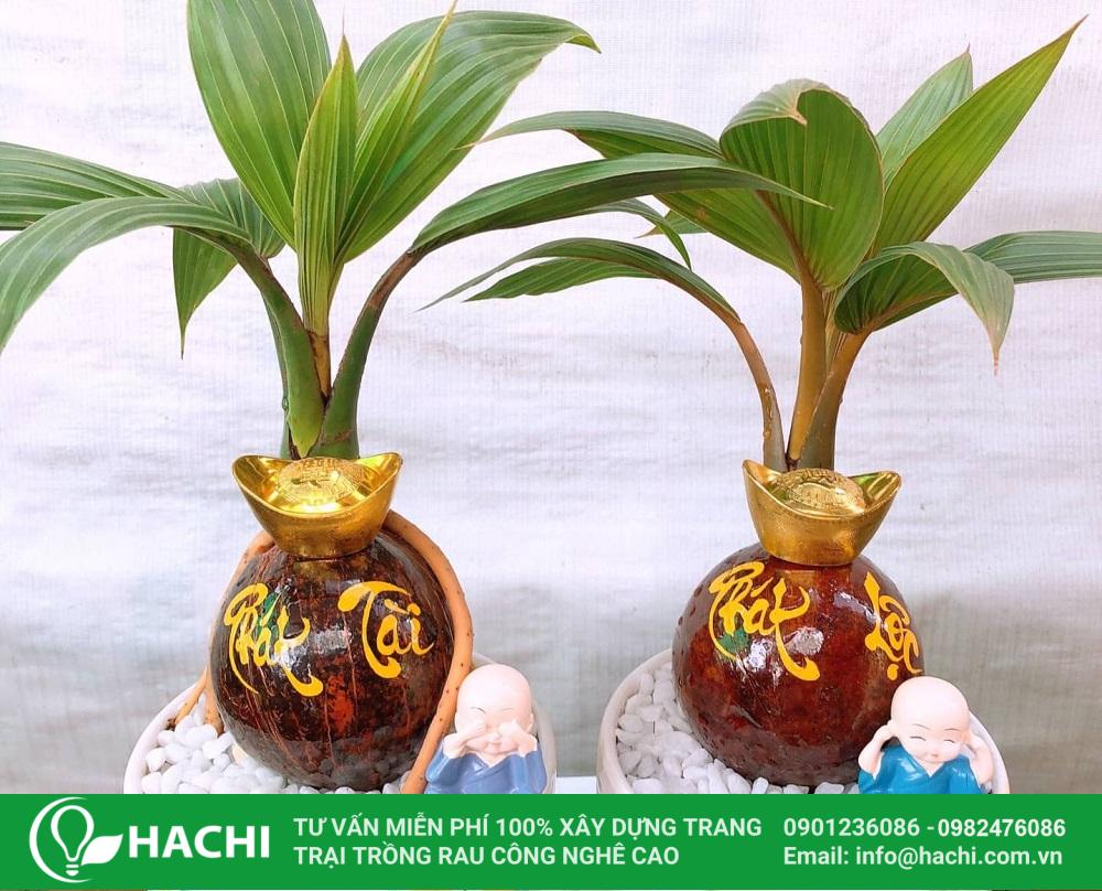 Cách trồng dừa bonsai thủy sinh