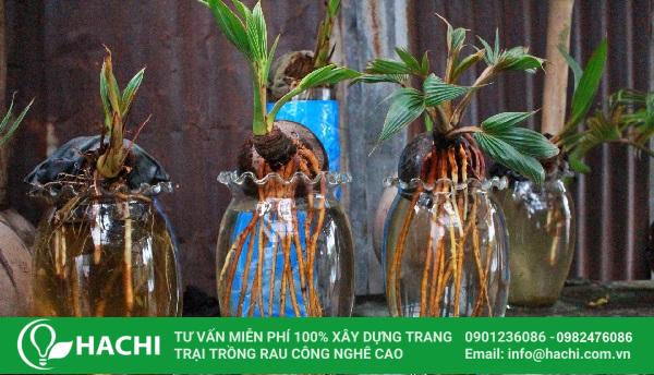 Cách trồng dừa bonsai thủy sinh