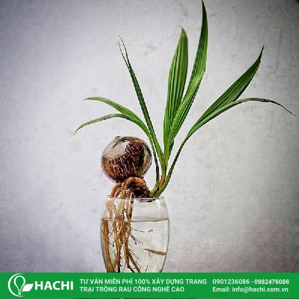 Cách trồng dừa bonsai thủy sinh