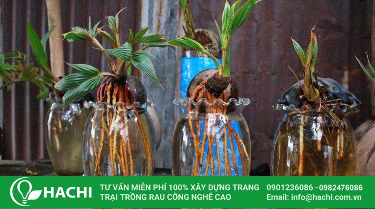 Cách trồng dừa bonsai thủy canh