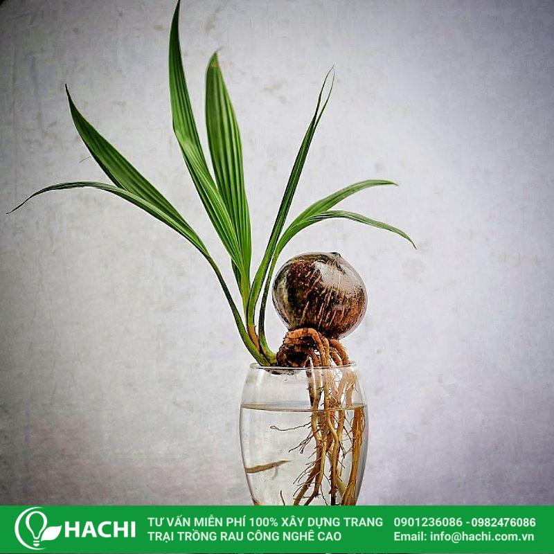 Cách trồng dừa bonsai thủy sinh