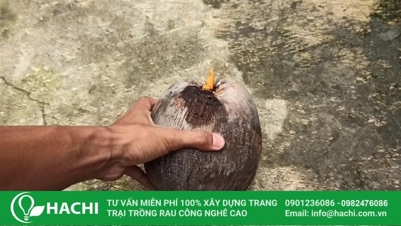 Cách trồng dừa bonsai thủy canh