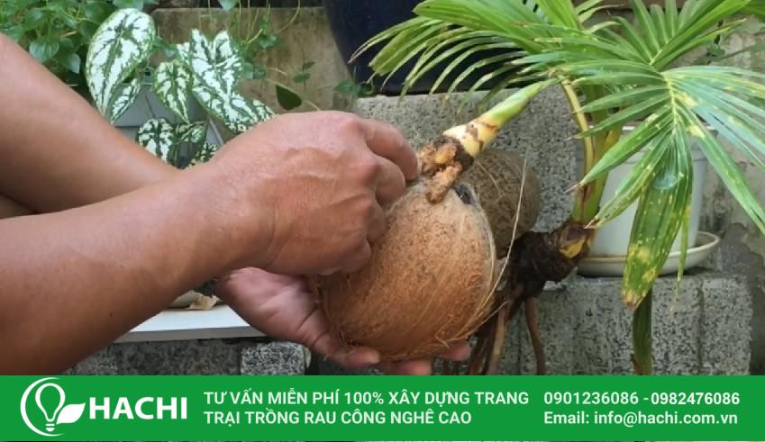 Cách trồng dừa bonsai thủy sinh