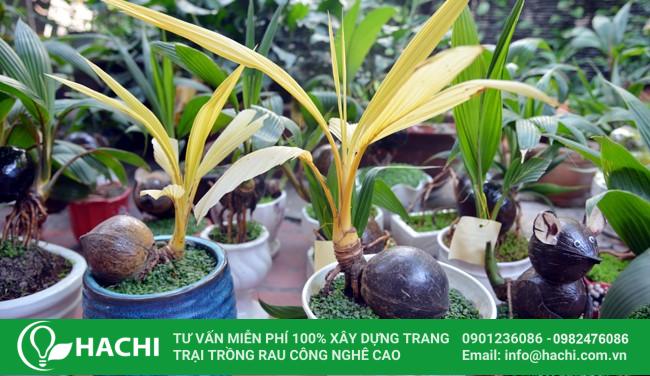Cách trồng dừa bonsai thủy sinh