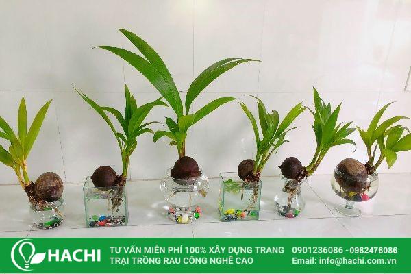 Cách trồng dừa bonsai thủy canh