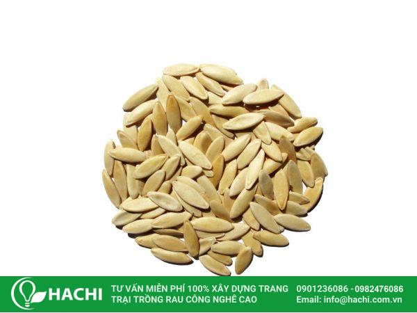 Cách trồng dưa leo thủy canh đơn giản cho năng suất cao nhất 13 Cách trồng dưa leo thủy canh