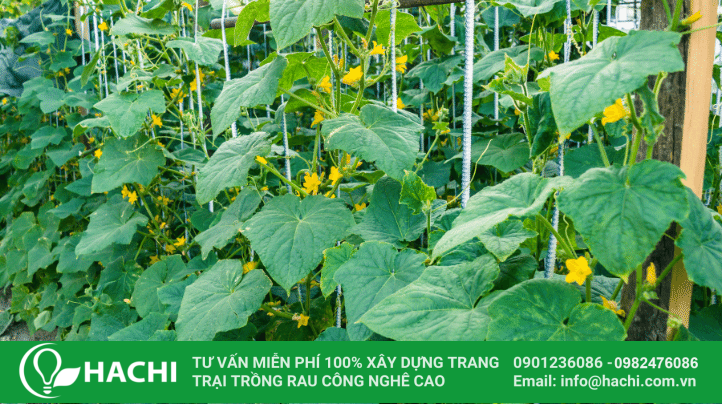 Cách trồng dưa leo thủy canh đơn giản cho năng suất cao nhất 17 trồng cây dưa leo thủy sinh