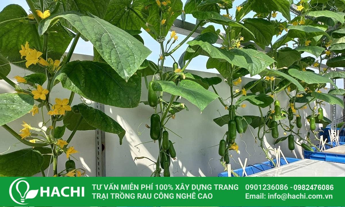 Cách trồng dưa leo thủy canh đơn giản cho năng suất cao nhất 14 trồng cây dưa leo thủy sinh