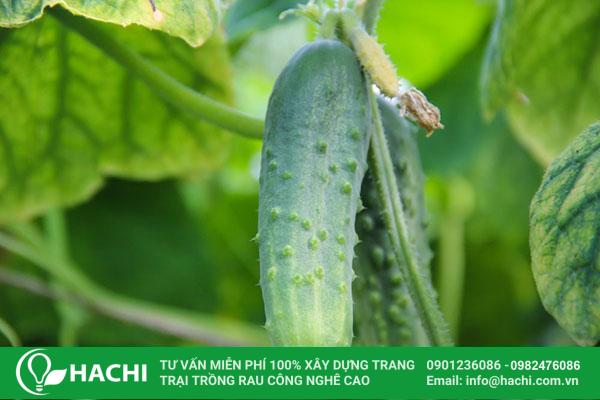 Cách trồng dưa leo thủy canh đơn giản cho năng suất cao nhất 15 cách trồng dưa leo thủy canh