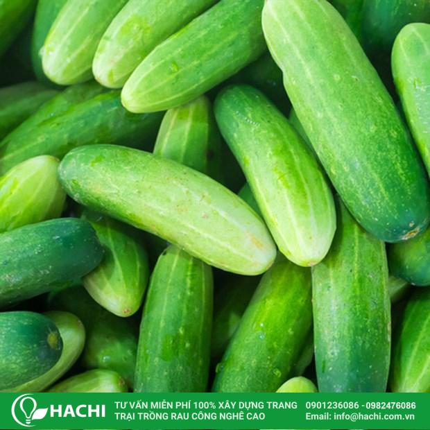 Cách trồng dưa leo thủy canh đơn giản cho năng suất cao nhất 16 trồng cây dưa leo thủy sinh