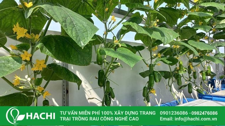 Cách trồng dưa leo thủy canh