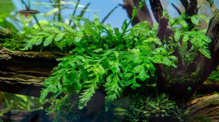 14 loại cây Dương Xỉ thủy sinh đẹp nhất và cách trồng tại nhà