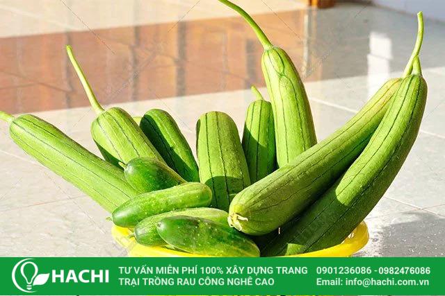 2 Cách trồng rau xà lách thủy canh dễ mà cho năng suất cao nhất 14 cach trong muop thuy canh 1 1