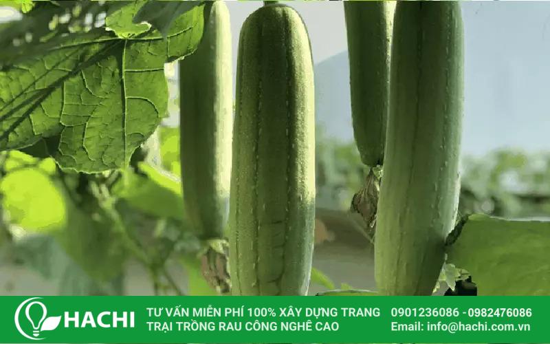 2 Cách trồng rau xà lách thủy canh dễ mà cho năng suất cao nhất 13 Cách trồng mướp thủy canh