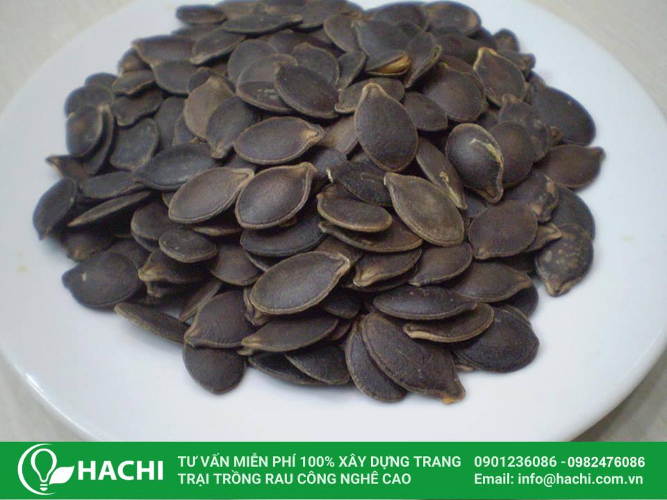 cách trồng mướp thủy canh