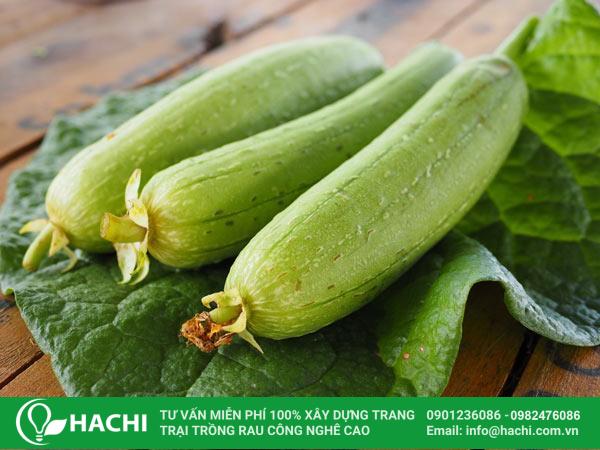 Cách trồng mướp thủy canh