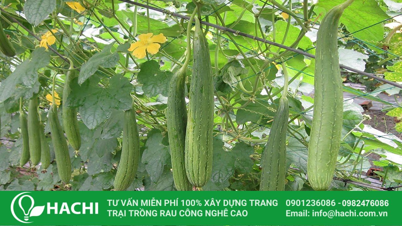 trồng cây mướp thủy sinh