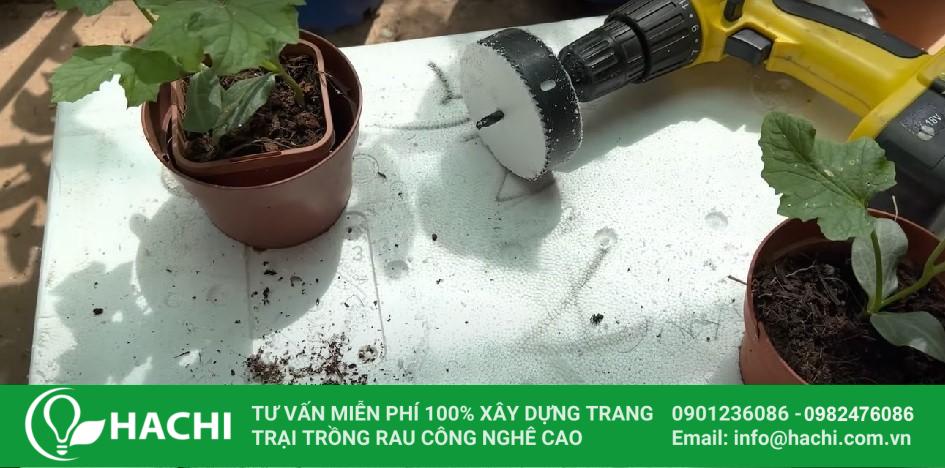 Cách trồng cây mướp thủy canh tại nhà