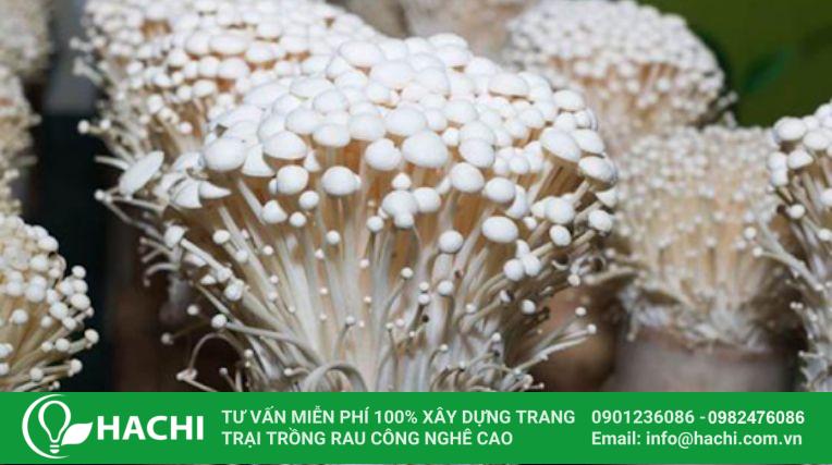 Cách trồng nấm kim châm thủy canh