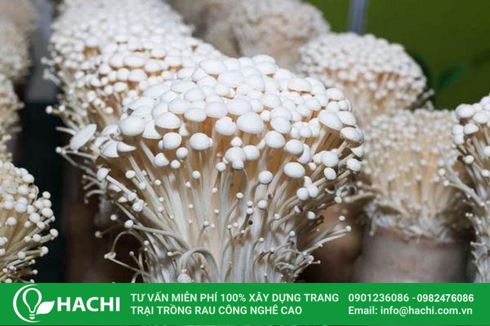 Cách trồng nấm kim châm thủy canh tại nhà